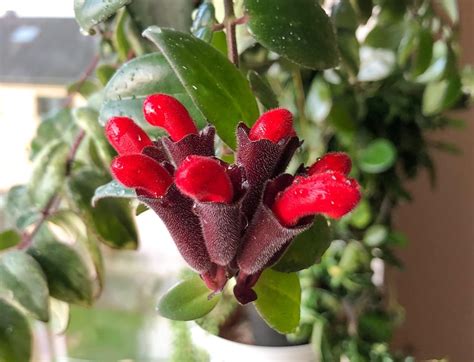 My lipstick plant is blooming! The flowers really do resemble tubes of lipstick. : houseplants