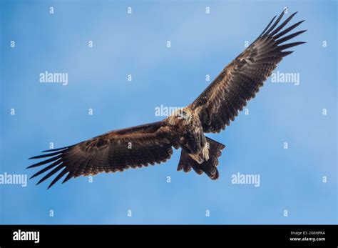 Wedge tail eagle hi-res stock photography and images - Alamy