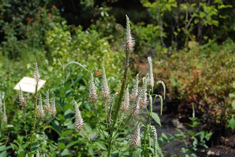 Veronicastrum virginicum – Nurseries Caroliniana