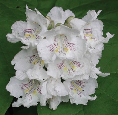 Catalpa speciosa | J.C. Bakker & Sons Ltd.