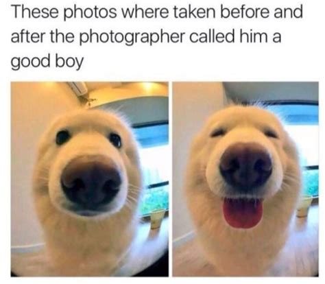 40+ Doggo Memes That Will Surely Cheer You Up - Internet's Best | sFwFun