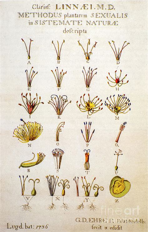 Systema Naturae Carolus Carl Linnaeus o1 Photograph by Botany - Fine ...