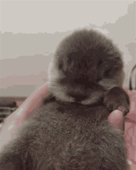 Otter Gif