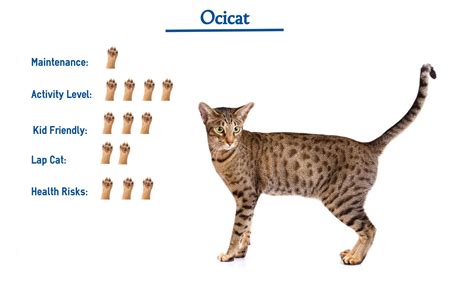 Ocicat Cat Breed… Everything You Need to Know at a Glance!