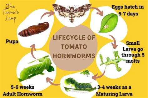 Tomato Hornworms: Easily Find, Kill, And Prevent Them Naturally • The ...