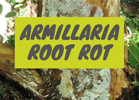 Armillaria Root Rot Disease - Pacific Northwest Arborist