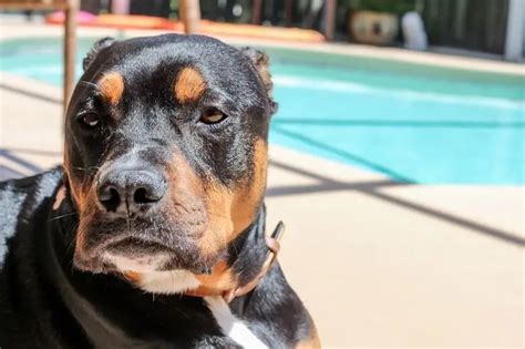 Rottweiler Pitbull Mix: 5 Best Things To Remember In Raising Them