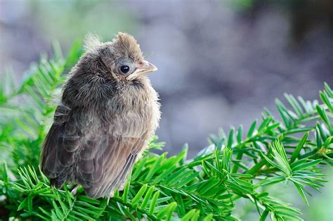 Mark Meravy Photography: Baby Cardinal