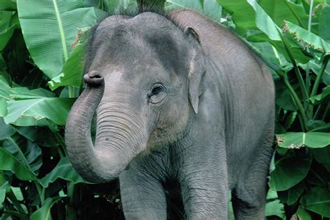 Asian Elephant Elephas Maximus Baby Photograph by Gerry Ellis