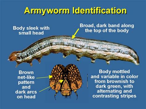 Fall Army Worms - Bosque