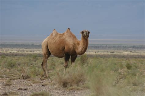 Ecology & Conservation of Wild Camels in Mongolia - EDGE of Existence