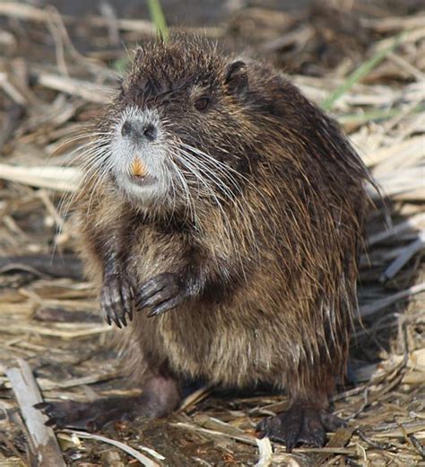 Big Sky Productions: The Last Norfolk Coypu.