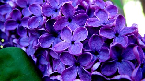 Purple Flowers Wallpapers – Page 13587 – Movie HD Wallpapers