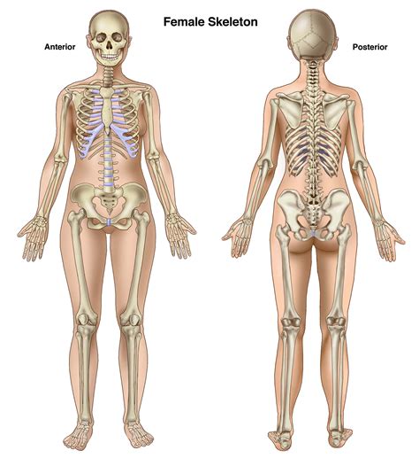 Female Skeleton Anterior and Posterior Human Anatomy Female, Human ...