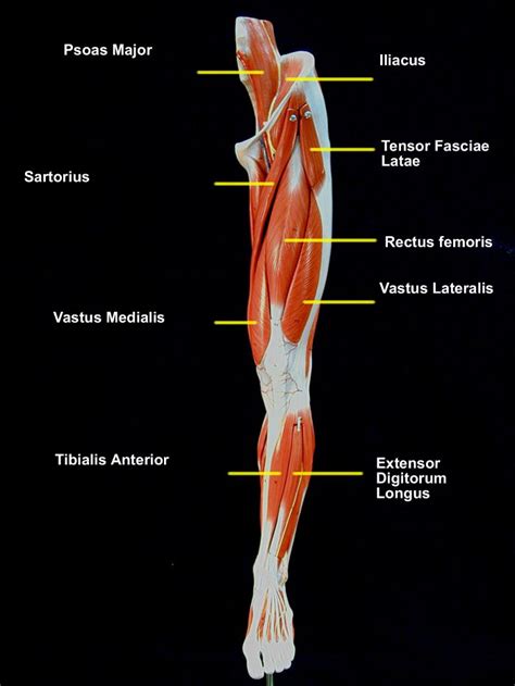 Leg Muscles Diagram Basic : Muscular Function and Anatomy of the Upper Leg - Video ... : Human ...