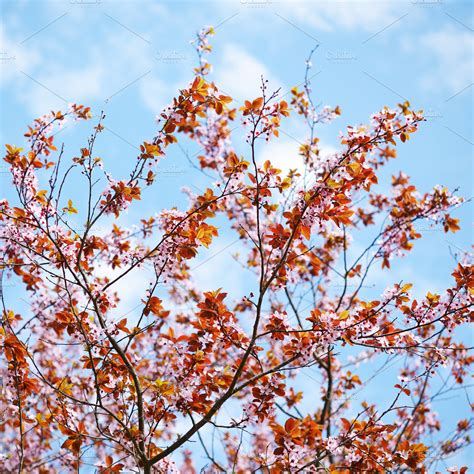 Cherry plum blossom | High-Quality Nature Stock Photos ~ Creative Market