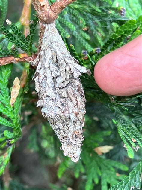 How to Identify and Stop Bagworm Damage | Pryor's Nursery