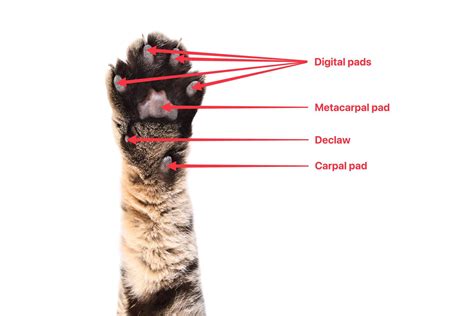 Cat Paw Anatomy, Facts, Care Guide, Pictures, FAQs & More