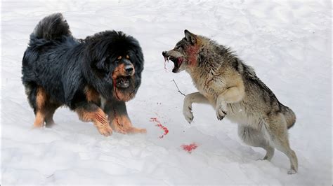 Will Wolves Attack Dogs