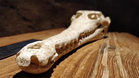 Alligator Skull Free Stock Photo - Public Domain Pictures