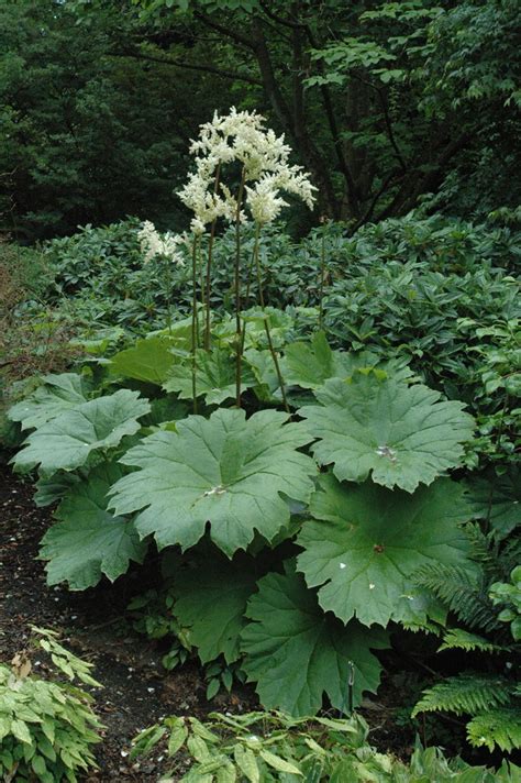 Garden Obsession: Big Leaves - Plant Lust