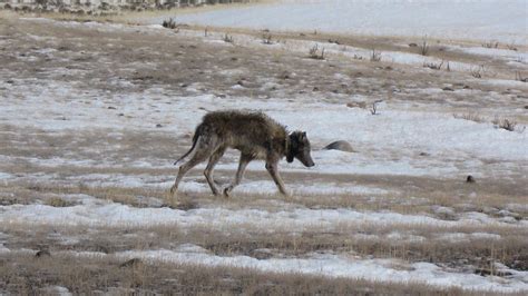 Yellowstone wolf study reveals support for the monoculture theory ...