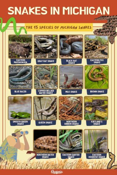 15 Most Common Species of Snakes in Michigan: Pictures + Facts