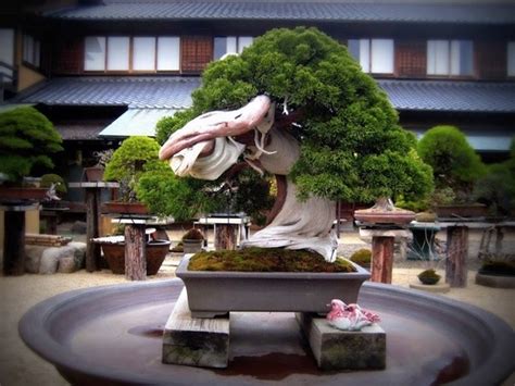 Bonsai garden - an incredible charm in miniature scale