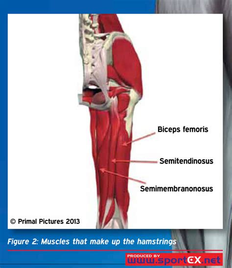 Hamstring Muscles Anatomy