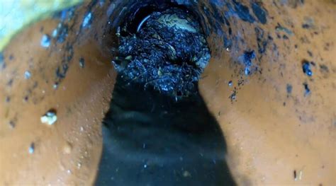 Signs of a Blocked Drain | Common Reasons of Drain Blockage