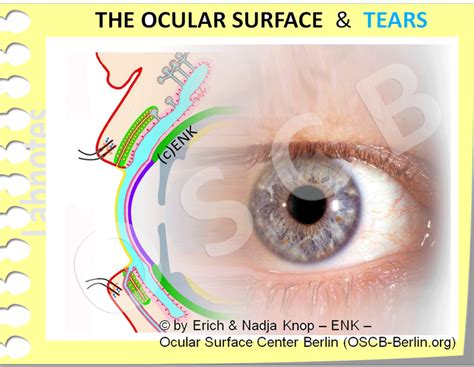 OVERVIEW of ... the Ocular Surface — Ocular Surface Center Berlin