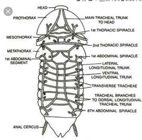 Cockroach Breathing Process Fish Clipart