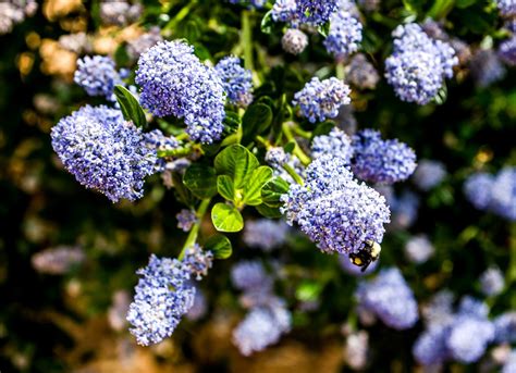 Thom Zehrfeld Photography : California Lilac