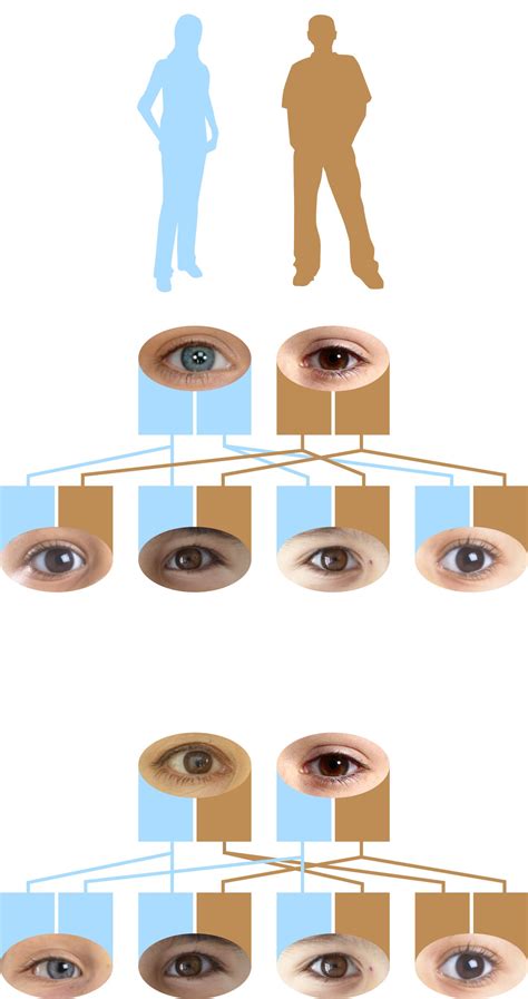 Recessive Genes | Dominant Eye Color | DK Find Out