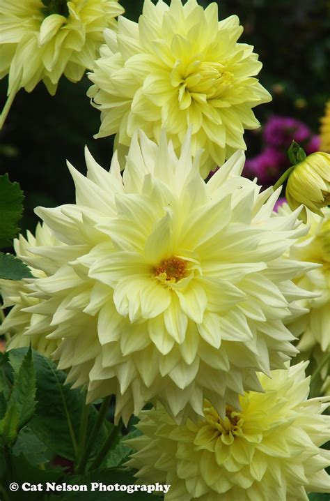 Cat Nelson Photography: Yellow Dahlias