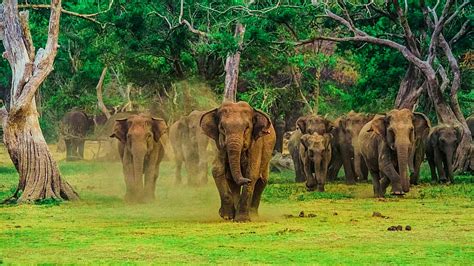 Wildlife Holiday Package - Beyond Trust Holidays, Sri Lanka Elephant HD ...