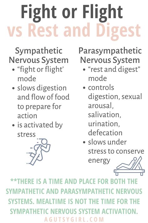 Parasympathetic Nervous System Rest And Digest