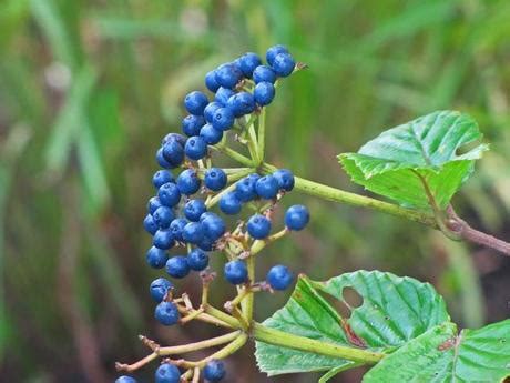 Viburnum Berries - Paperblog