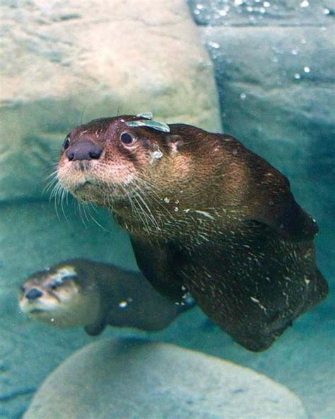 Tennessee Aquarium otters | Community | thedailytimes.com