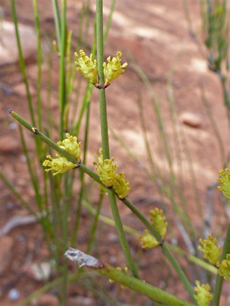 Mormon Tea, Ephedra Viridis