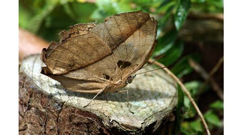 This amazing 'dead leaf butterfly' is nature's greatest illusion yet