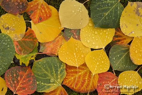 Photography of Aspens