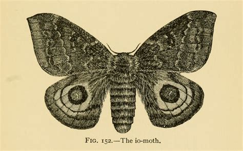 nemfrog - Fig. 152. The io moth. Insect life. 1901. Internet...