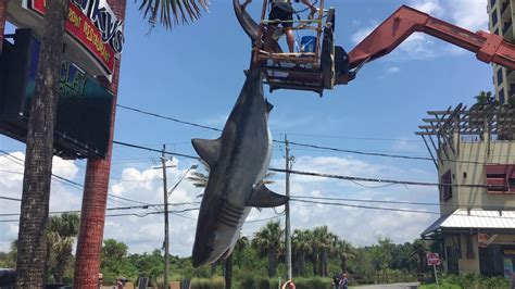 Sharky’s in Panama City Beach gets new shark display - YouTube