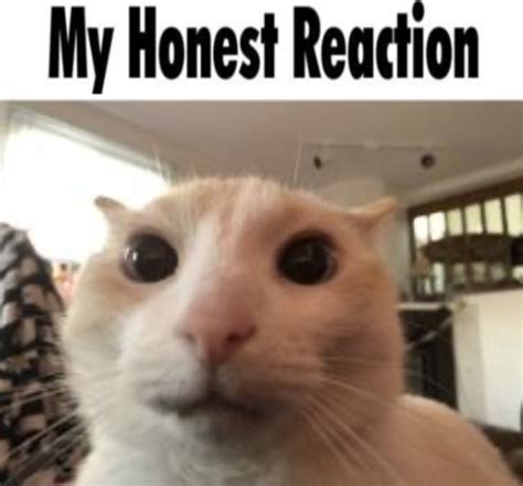 my honest reaction cat Memes - Imgflip