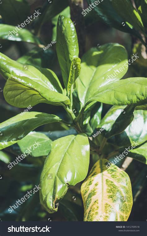 Pennantia Baylisiana Three Kings Kaikomako Species Stock Photo 1412709518 | Shutterstock