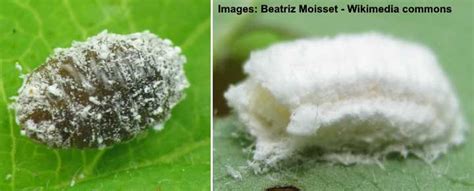Mealybugs on Plants: Effective Ways to Kill These White Bugs