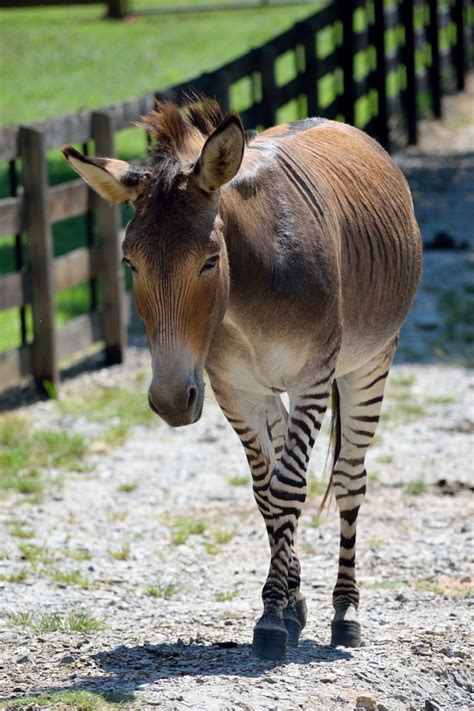 Zonkey Backgkround Free Stock Photo - Public Domain Pictures