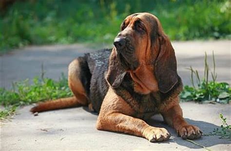 15 Dog Breeds with the Best Sense of Smell | BeChewy