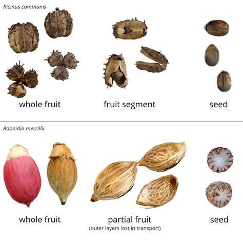 Fruits | Fruit and Seed Family ID